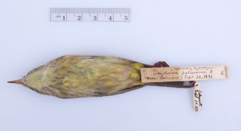 Media type: image;   Ornithology 294380